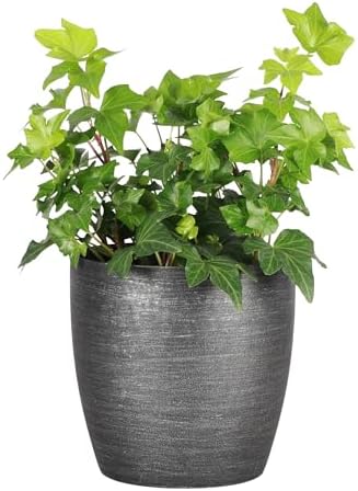 Live Hahn's Green Ivy Plant, Vining Indoor Plant, 4" Pot by ThorsensGreenhouse