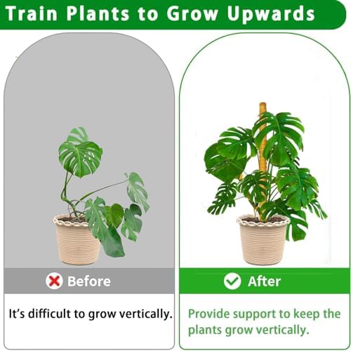 Moss Pole, 2Pack 21 Inch Plant Support Stakes for Indoor Plants, Monstera Plant Support Stakes, 37 Inch Tall Coir Plant Pole Sticks for Potted Plants, Pothos, Philodendron - Image 5