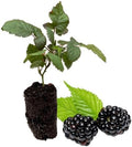 BlackBerry Plants, 'Caddo' BlackBerry Plants - Consistently High Yields! Thornless and Upright Growing Blackberries from Hand Picked Nursery (1) by HandPickedNursery