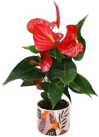 Red Anthurium Live Plant Decor 10-12" in Modern Planter, Plant Lover Gifts for Plant Lovers, Live Plants Indoor Plants Live Houseplants, Real Plants Indoor House Plants Easy Plants by Plants for Pets by PlantsforPets