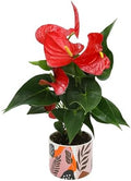Red Anthurium Live Plant Decor 10-12" in Modern Planter, Plant Lover Gifts for Plant Lovers, Live Plants Indoor Plants Live Houseplants, Real Plants Indoor House Plants Easy Plants by Plants for Pets by PlantsforPets