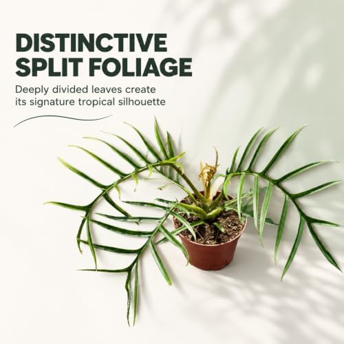 Philodendron Tortum Live Plant - Rare Split Leaf Houseplants with Heat Pack - Image 5