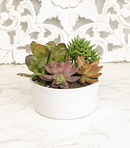 Succulents Plants Live in Garden Succulent Planters, Live Succulent Plants Live Plants in White Planter, Live Succulents Unique Gardening Gifts for Plant Lovers, Succulent Gifts by Plants for Pets - Image 2