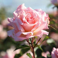 Heirloom Climbing Roses, Live Own Root Plant, Compassion® by HeirloomRoses