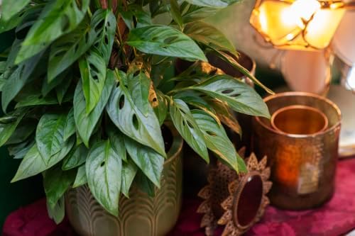 American Plant Exchange Monstera Adansonii – Live 6-Inch Pot Swiss Cheese Totem Pole, Trained Climbing Vine, Easy-Care Air Purifying Houseplant for Home, Office & Garden Décor - Image 5