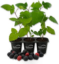 Prime Ark Freedom BlackBerry Plant - 3 Live Starter Plants - Rubus - Edible Fruit Bearing Bush for Patio and Garden by WekivaFoliage