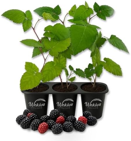 Prime Ark Horizon BlackBerry Plant - 3 Live Starter Plants - Rubus - Edible Fruit Bearing Bush for Patio and Garden by WekivaFoliage