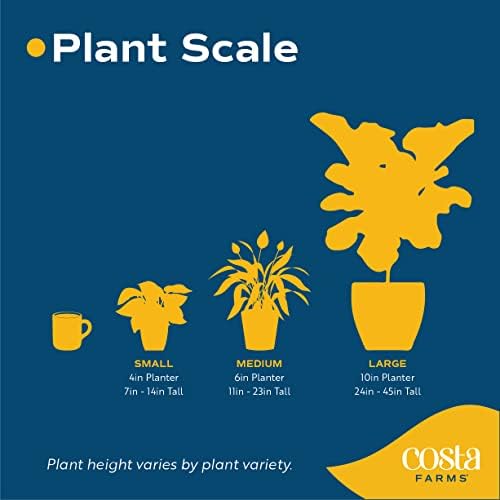 Costa Farms Geo Plant, Live Indoor Plant, Easy Care, Home Decor - Image 6