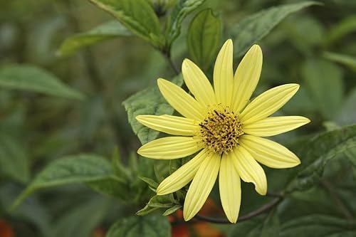 Swamp Sunflower 32 Live Plants (Helianthus angustifolius) – Native Tall Wildflower for Pollinator Gardens & Wildlife Habitat, Late Season Blooms, Low Maintenance, Partial to Full Sun Perennial Plant by MyHomePark
