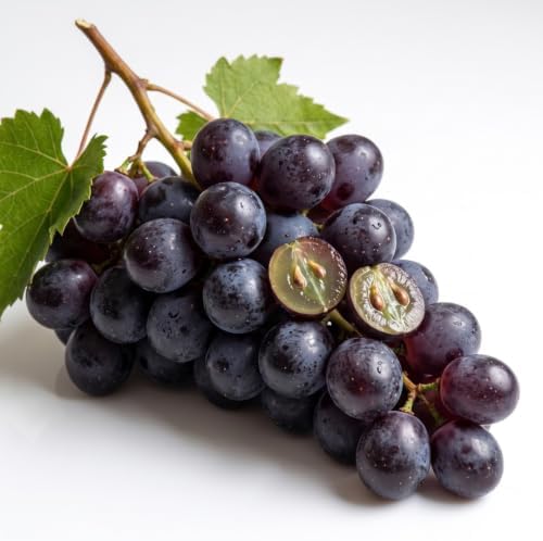 Purple Black Muscadine Grape Vine Plant, 8–12 Inch Live Plant, 2 Inch Plug - Image 7