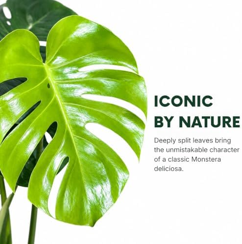 Monstera Deliciosa Live Plant, 4 Inch Swiss Cheese Houseplant - Image 2