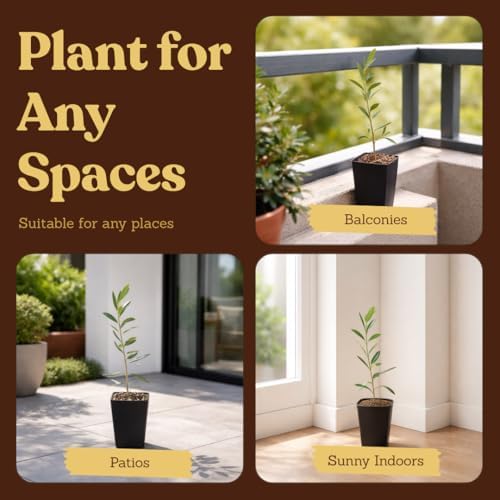 Olive Tree Live Plant, Dwarf Bonsai Starter, Indoor, 2in Pot, 5-Pack - Image 6