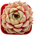 Sprout N Green Echeveria Ben Badis Live Succulent Plant by SproutNGreen