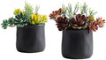 2pack Fake Plants in Ceramic Black Pots Artificial Succulents by Astridiadecorateyourlife