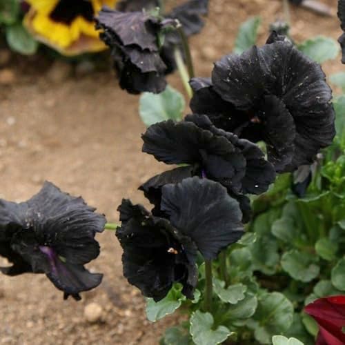 Seed Needs Black Pansy Seeds to Plant a Gothic Butterfly Garden 5 Packs - Image 5