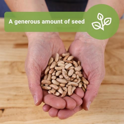 Sow Right Seeds - 110 Contender Bush Bean Seed for Planting Bulk Jumbo Pack - Image 3