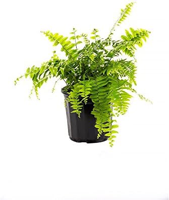 American Plant Exchange Macho Giant Sword Fern Plant – 6-Inch Pot – Live Hardy Air Purifying Fern, Medium Size Indoor/Outdoor Greenery for Home, Patio, or Garden Decor by AmericanPlantExchange