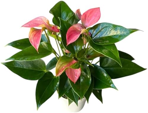 Anthurium (12"-14" Tall) Unique and Gorgeous Live Indoor Plant, Easy Care and Easy to Grow, Bloom Plant, 4 inch Pot (Pink Matata) - Image 2