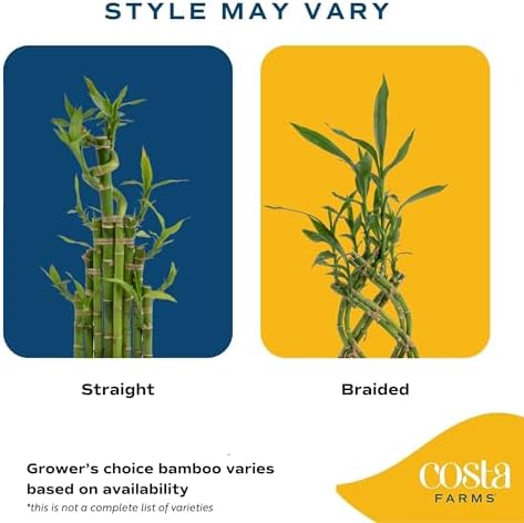 Costa Farms Lucky Bamboo Plant, Easy to Grow Live Houseplant in Indoor Bamboo Pot, Potting Mix, Grower's Choice, Birthday Gift, Home, Office, Plant Shelf Zen Room Decor, 12-Inches Tall - Image 4