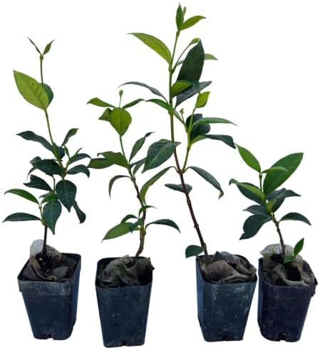 Daisy Ship Star Jasmine Fragrant Climber - 4 x 2 inch Cups by DaisyShip