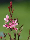 SVI 100 Pink Gaura Seeds (Oenothera lindheimeri) - Whirling Butterflies, Bee Blossom Flowers Seed Packets, Long Bloomer, Non GMO Seed - Flower Seeds for Outdoor Flower Garden, Borders by SVI