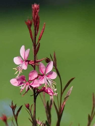 SVI 100 Pink Gaura Seeds (Oenothera lindheimeri) - Whirling Butterflies, Bee Blossom Flowers Seed Packets, Long Bloomer, Non GMO Seed - Flower Seeds for Outdoor Flower Garden, Borders by SVI
