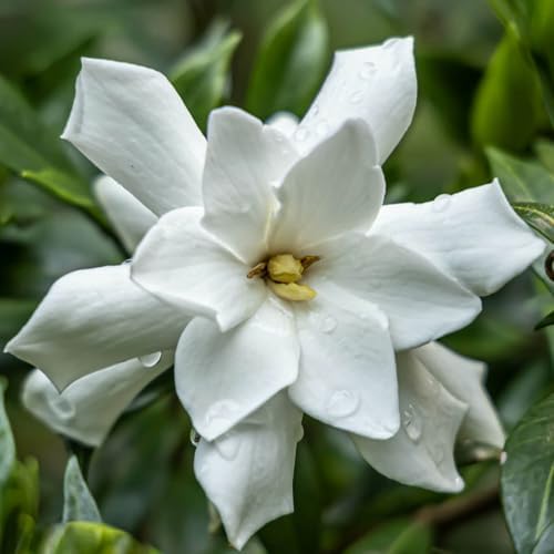 Frostproof Gardenia (2.5 Quart) Flowering Evergreen Shrub with Glossy Green Foliage and White Fragrant Blooms - Full to Part Sun Live Outdoor Plant - Image 2