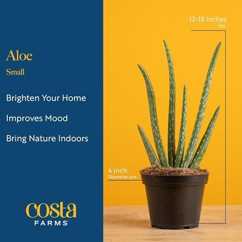 Costa Farms Aloe Vera, Live Indoor Plants, Easy Care, 7-in Tall, 2-Pack - Image 4