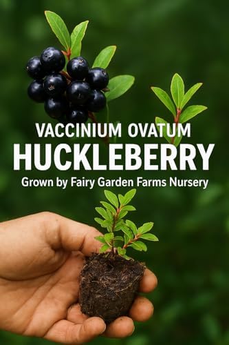 2 Medium (6-10") Live Huckleberry Plants Super Sweet Berry Bush Trees huckleberries just sprouted in Little 4" pots, Vaccinium ovatum Please See Pictures Before Ordering. - Image 6