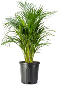 American Plant Exchange Live Areca Palm – 10-Inch Pot – Tropical Indoor Houseplant with Lush Feathery Fronds, Pet-Friendly Easy Care Plant for Homes, Offices, Patios & Decorative Containers by AmericanPlantExchange