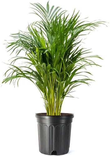 American Plant Exchange Live Areca Palm – 10-Inch Pot – Tropical Indoor Houseplant with Lush Feathery Fronds, Pet-Friendly Easy Care Plant for Homes, Offices, Patios & Decorative Containers by AmericanPlantExchange
