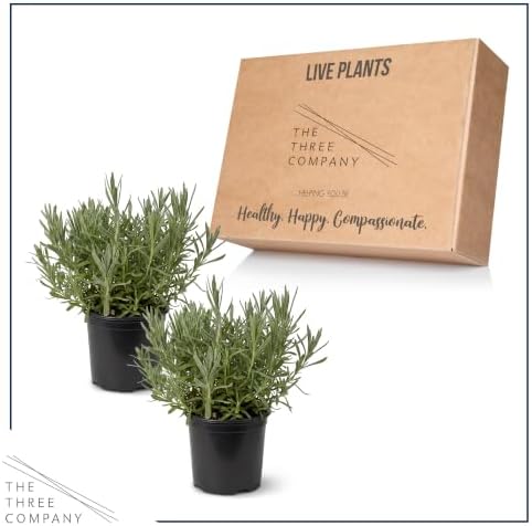 Herb - Lavender (2 Pack), Live Fragrant Herb, Aromatherapy, Wellness - Image 4