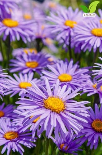 Votaniki Aster Bluebird #1 Size Bare Root Perennial Lavender Blue Flowering Plant for Garden Beds Borders Pollinator Friendly Late Season Bloom Full Sun Outdoor Planting (Pack of 5) - Image 5