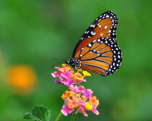 Lantana Plants Live - Confetti Pack of 3 Lantana Live Plants for Planting - 4-6 Inches Tall - Attracts Butterflies, Ideal for Containers, Easy Maintenance - Image 2