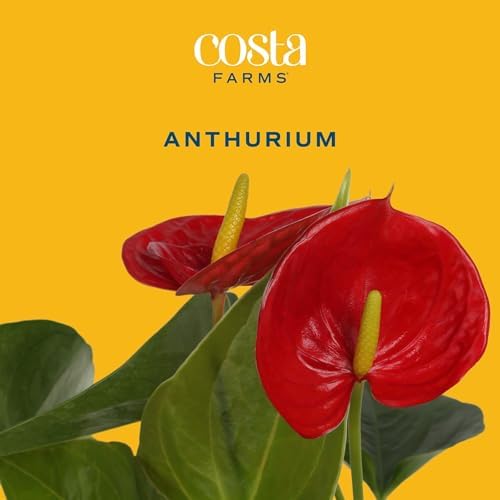 Costa Farms Anthurium, Live Indoor Plant, Easy Care, Home Decor - Image 3