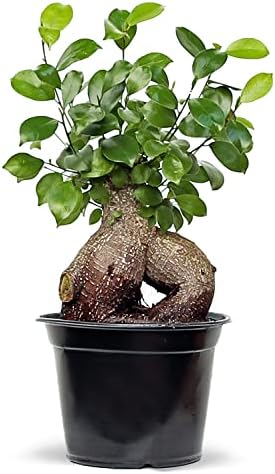 Live Ginseng Ficus, Ficus Retusa, Taiwan Ficus, Banyan Fig, Bonsai Houseplant, Birthday Gift, Housewarming Gift for The Home, Plant Lover Gift, Live Potted Houseplant in 6" Pot by BlossomBoomGardenCenter