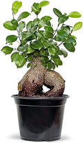 Live Ginseng Ficus, Ficus Retusa, Taiwan Ficus, Banyan Fig, Bonsai Houseplant, Birthday Gift, Housewarming Gift for The Home, Plant Lover Gift, Live Potted Houseplant in 6" Pot by BlossomBoomGardenCenter