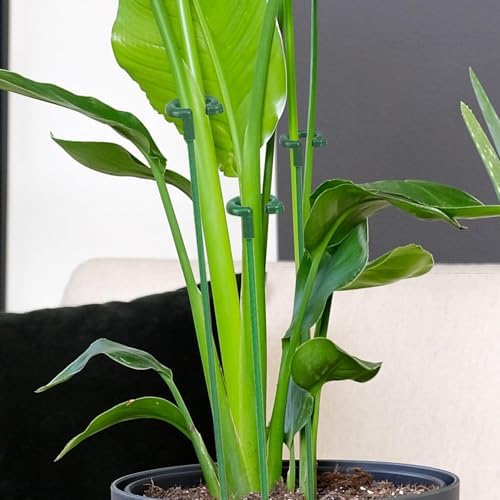 Pack of 30 Small Plant Stakes for Indoor Plants 6.7 Inches - Image 5