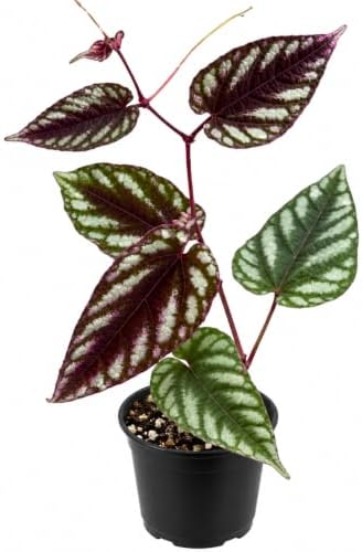 Cissus Discolor Live Plant - Rare Rex Begonia Vine Rooted Indoor by NYCitySucculents