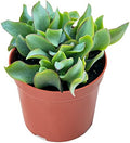 Sprout N Green Ripple Jade - Crassula Arborescens Undulatifolia, Rare Cute Succulent Plant Fully Rooted in 4" Pot by SproutNGreen