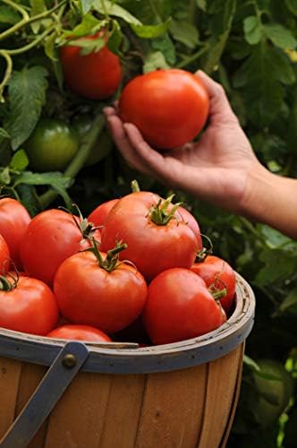 Live Tomato Plants Better Boy Red 4" Set of 4 - Image 6