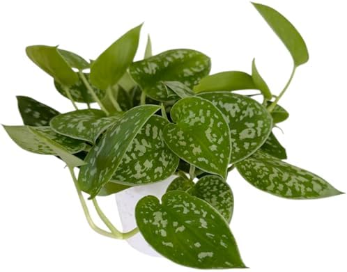 Pothos Live Indoor Plant, 4 inch Pot, Variegated White and Green Leaves - Easy to Care for - Perfect for Indoor and Outdoor Home Decor, Office, and Gift (Satin Pothos) - Image 4