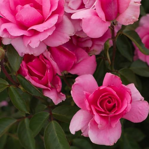 Heirloom Hardy Roses, Live Own Root Plant, Earth Song - Image 5