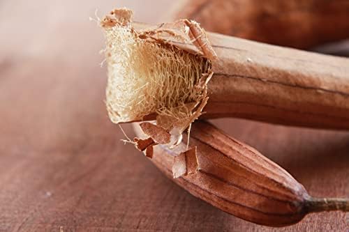 Organic Luffa Gourd Seeds (Luffa acutangula) 10 Seeds (0.2 Grams) - Loofah, Loofa, Luffah Gourd - Edible and Grow to Make Your Own Sponges - Sponge Gourd Seeds by Smoke Camp Crafts - Image 6