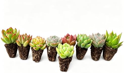 1 Live Succulent with Root Ball, Indoor Houseplant Easy to Care, Pet Safe - Image 2