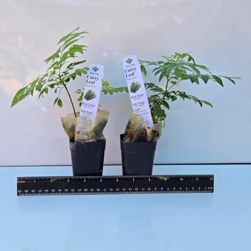 Daisy Ship Curry Leaf Plant Live Murraya Koenigii - 2 x 2-in Cups - Image 2