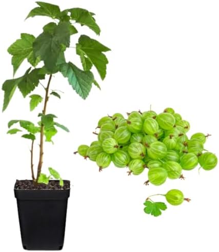 Sweet Gooseberry Live Plant, Well-Rooted Berry Shrub, 5-9 Inch Tall - Image 2