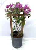 Purple 16" Bougainvillea by Unknown