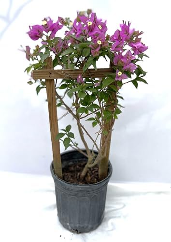 Purple 16" Bougainvillea by Unknown