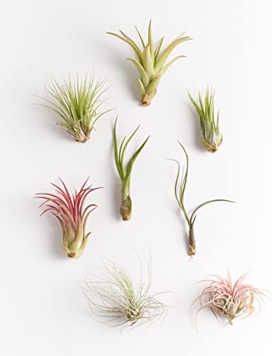Shop Succulents | Assorted Collection of Live Air Plants, Hand Selected Variety Pack of Air Succulents | Collection of 8 - Image 5